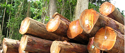 Logs-Eucalyptus-Species