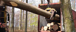 Logs-Temperate-Hardwoods