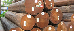 Logs-Tropical-Wood-Species