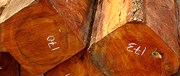 timber_producers_exporters_Plantation_Species_for_Export plantation species for export | timber producers and exporters
