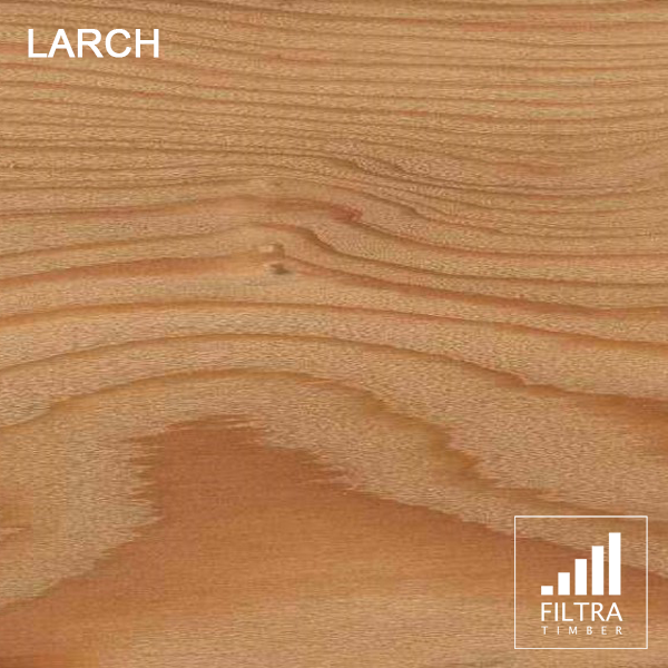 larch