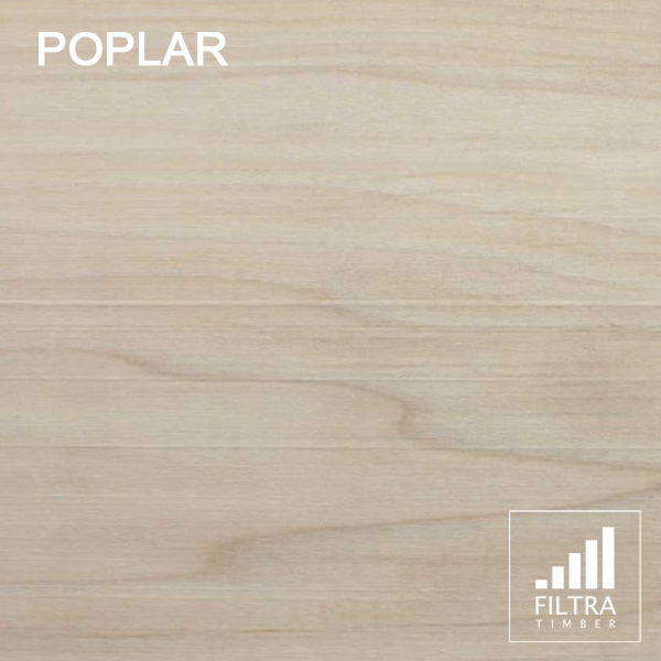 poplar poplar